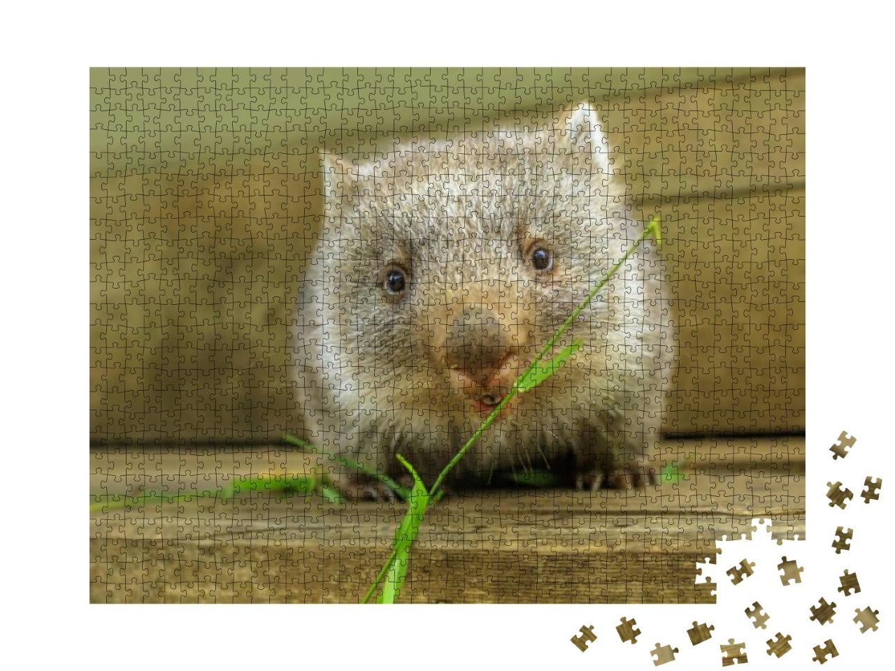 Interaction with a Cute Wombat Joey, Australian Herbivore... Jigsaw Puzzle with 1000 pieces