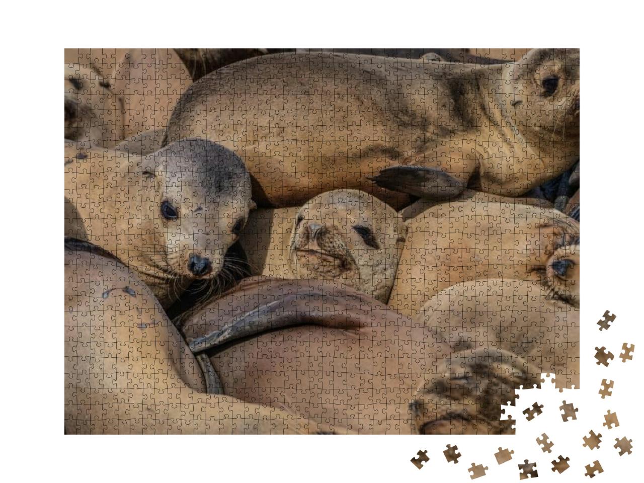 Seals Sleeping in a Pile At the La Jolla Cove in Californ... Jigsaw Puzzle with 1000 pieces
