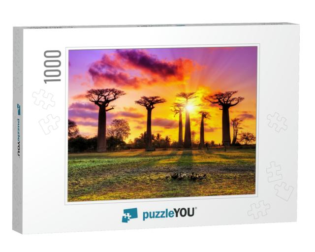 Beautiful Baobab Trees At Sunset At the Avenue of the Bao... Jigsaw Puzzle with 1000 pieces