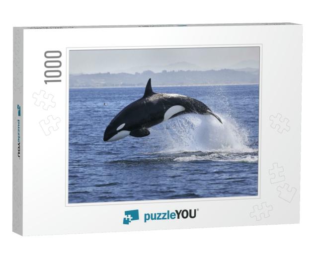 Killer Whale Orcinus Orca... Jigsaw Puzzle with 1000 pieces
