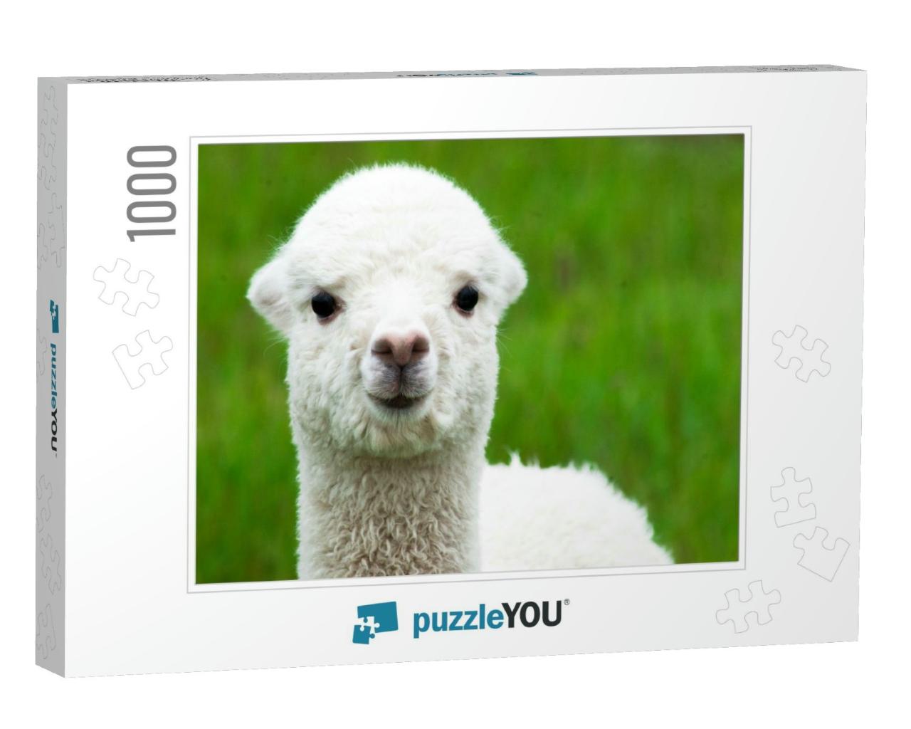 Cute White Alpaca Baby Closeup... Jigsaw Puzzle with 1000 pieces