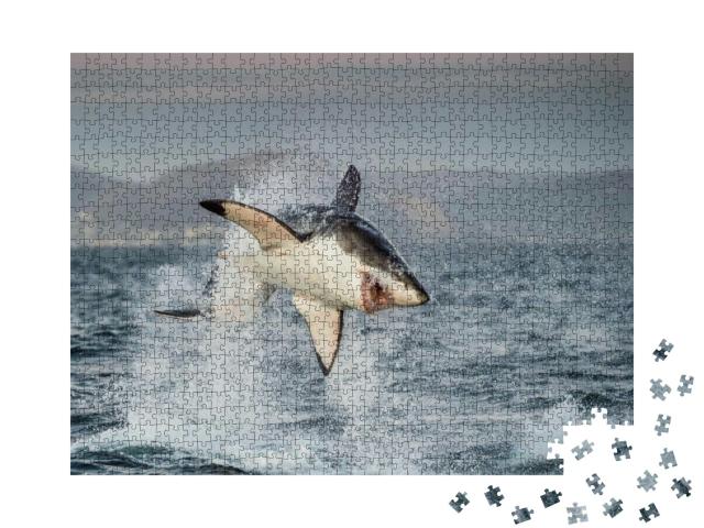 Great White Shark Carcharodon Carcharias Breaching in an... Jigsaw Puzzle with 1000 pieces