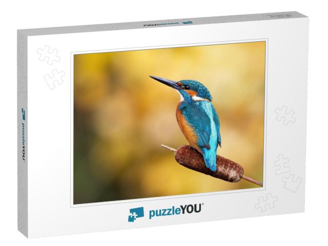 Interested Common Kingfisher, Alcedo Atthis, Perched in N... Jigsaw Puzzle