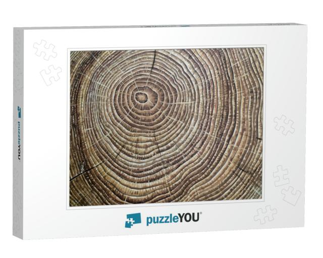 Painted Brown Wooden Annual Rings... Jigsaw Puzzle