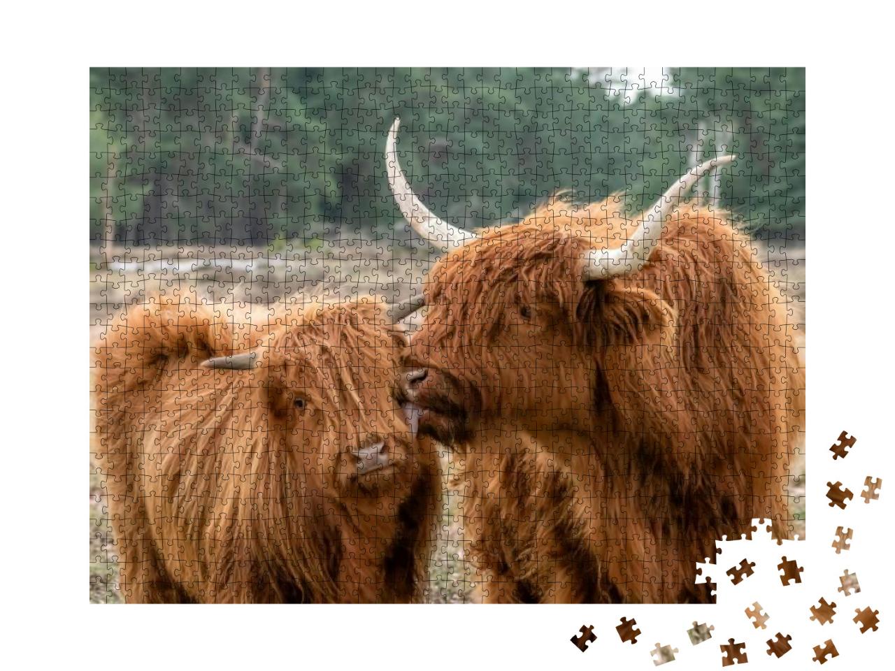 Beautiful Highland Cow Cattle with Calf Bos Taurus Taurus... Jigsaw Puzzle with 1000 pieces