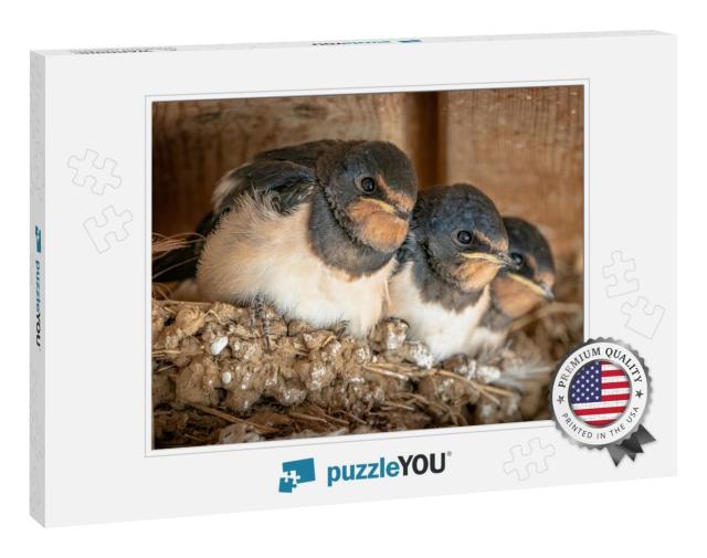 Close Up of Cute Swallow Chicks in the Nest Waiting Patie... Jigsaw Puzzle