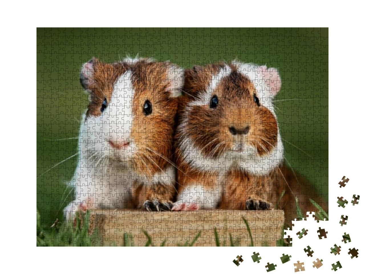 Two Lovely Guinea Pigs on the Lawn in Summer... Jigsaw Puzzle with 1000 pieces
