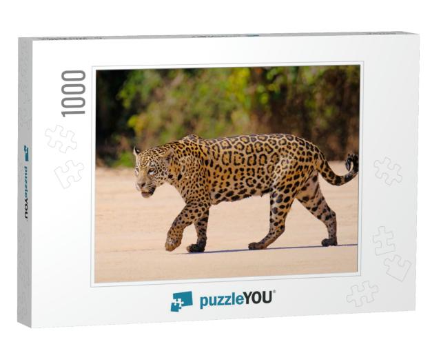 Jaguar, Panthera Onca, Female, Cuiaba River, Porto Jofre... Jigsaw Puzzle with 1000 pieces