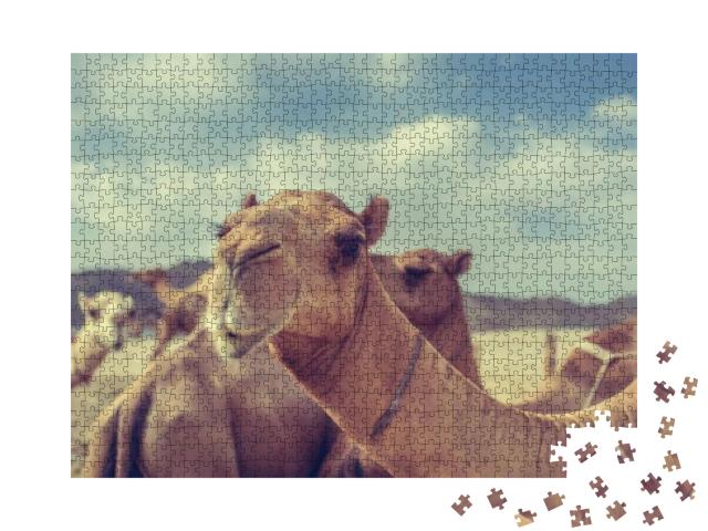 Camels in Saudi Arabia Vintage Style... Jigsaw Puzzle with 1000 pieces