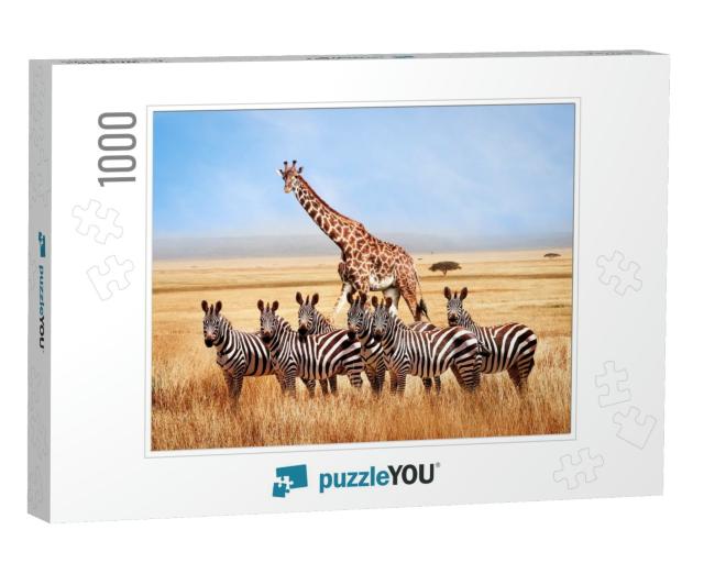 Group of Wild Zebras & Giraffe in the African Savanna Aga... Jigsaw Puzzle with 1000 pieces