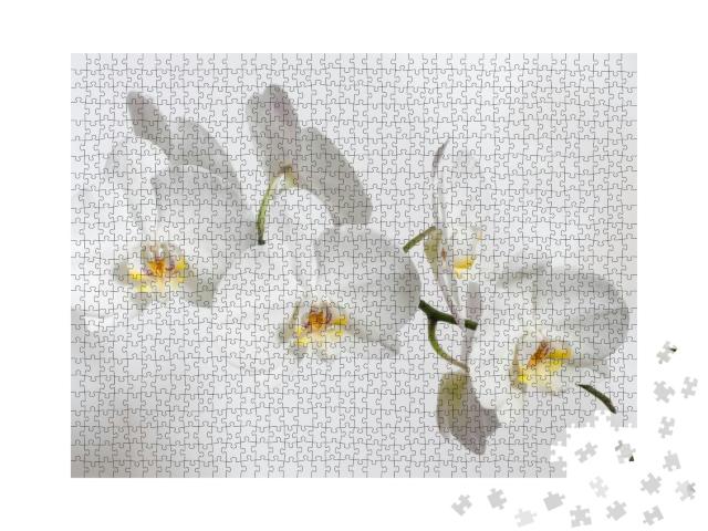 On a White Background White Orchid Flowers... Jigsaw Puzzle with 1000 pieces