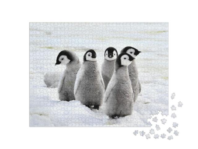 Emperor Penguin Chicks on the Snow in Antarctica... Jigsaw Puzzle with 1000 pieces