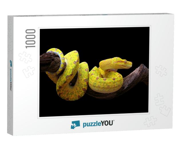 Yellow Tree Python Snake on Branch, Snake on Branch, Rept... Jigsaw Puzzle with 1000 pieces
