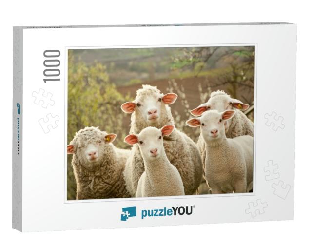 Sheep Within a Mob Turn to Check Out the Photographer... Jigsaw Puzzle with 1000 pieces