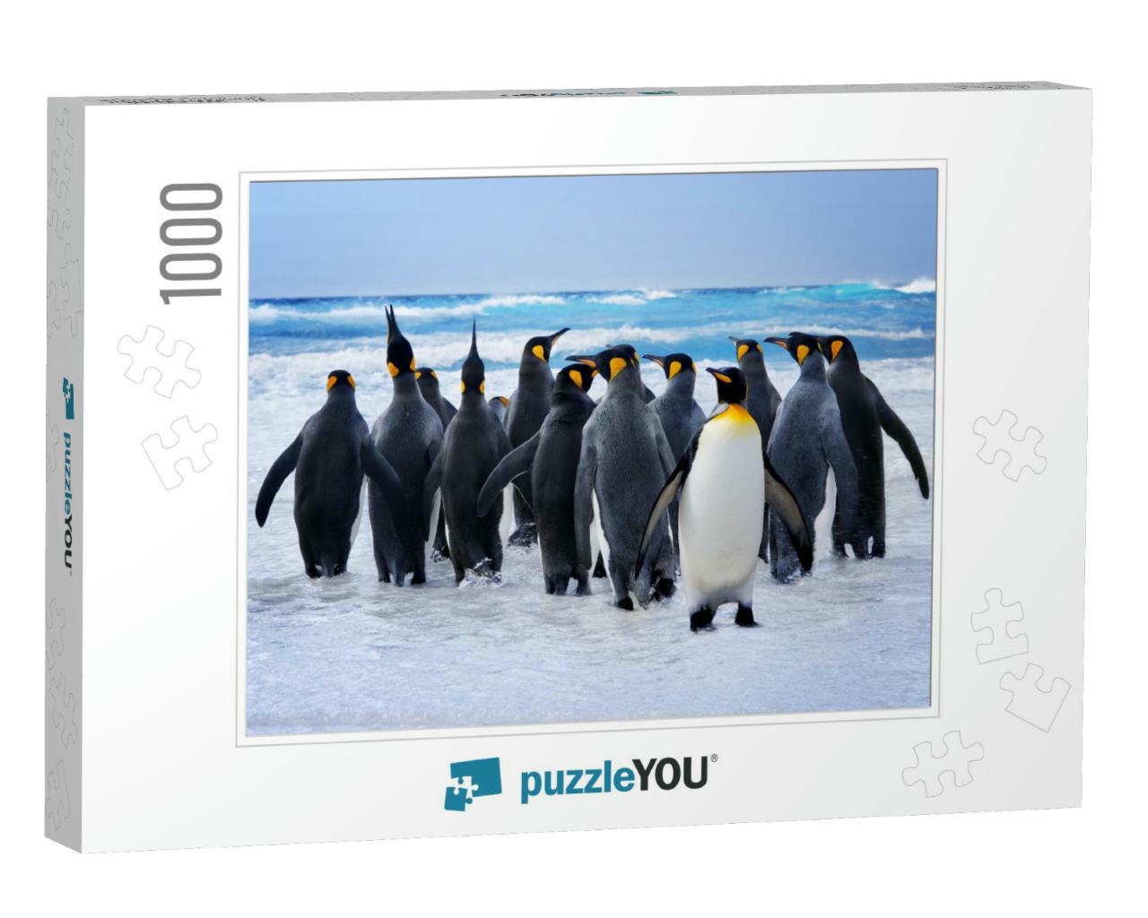 King Penguins Heading to the Water in the Falkland Island... Jigsaw Puzzle with 1000 pieces