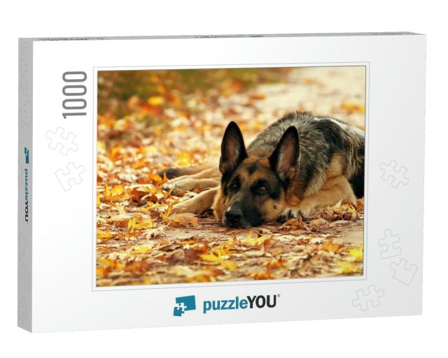 Dog, German Shepherd Lies in the Autumn Wood Against Beau... Jigsaw Puzzle with 1000 pieces