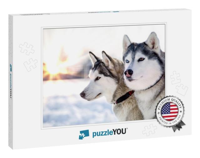 Two Siberian Husky Dogs Looks Around. Husky Dogs Has Blac... Jigsaw Puzzle
