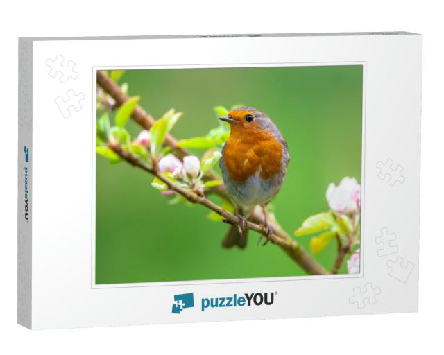 A Red Robin Erithacus Rubecula in Between White Fruit Blo... Jigsaw Puzzle