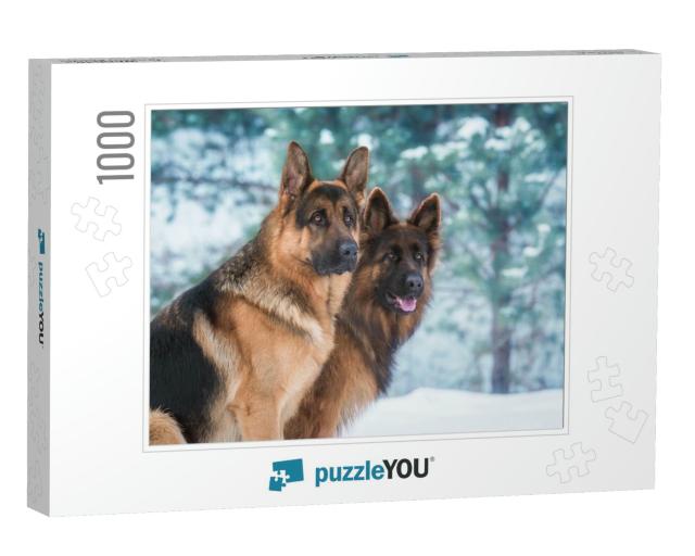 Portrait of Two German Shepherd Dogs in Winter... Jigsaw Puzzle with 1000 pieces