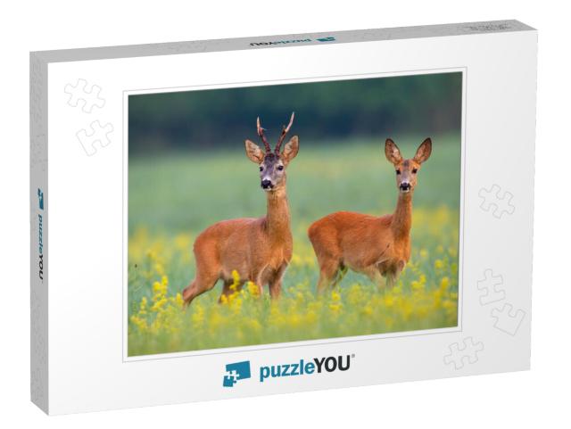 Roe Deer, Capreolus Capreouls, Couple Int Rutting Season... Jigsaw Puzzle