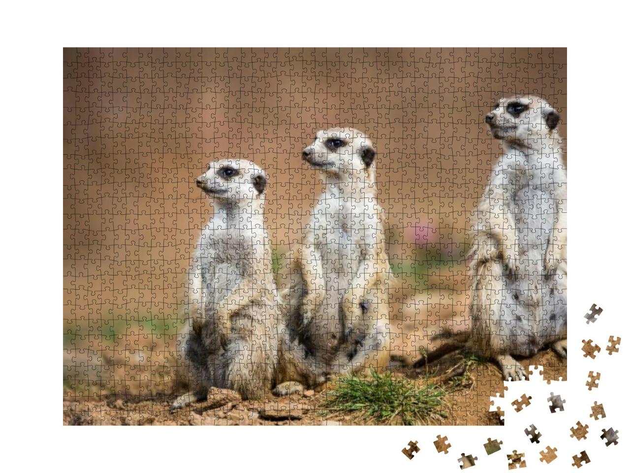 Watchful Meerkats Standing Guard... Jigsaw Puzzle with 1000 pieces