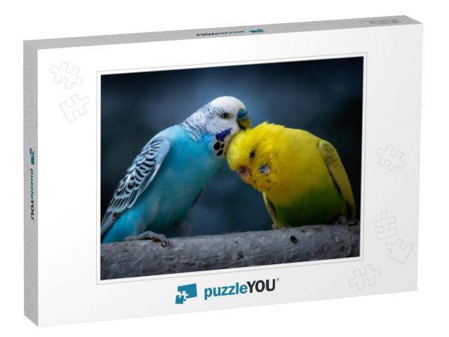 Portrait of a Blue Budgie & Yellow Green Budgie Melopsitt... Jigsaw Puzzle