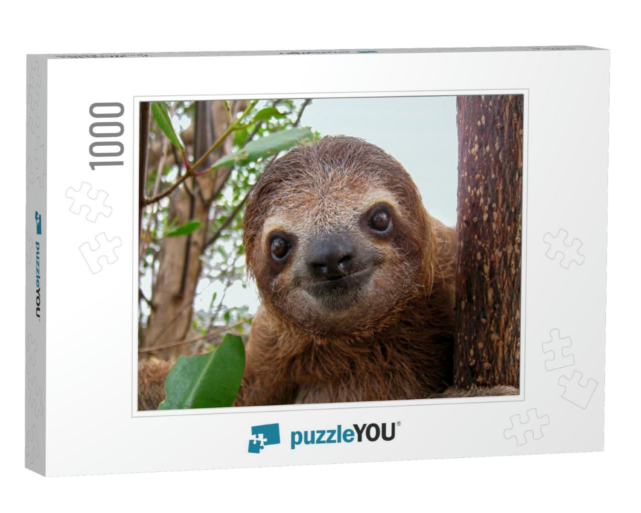 Cute Face of Young Three-Toed Sloth, Costa Rica, Central... Jigsaw Puzzle with 1000 pieces