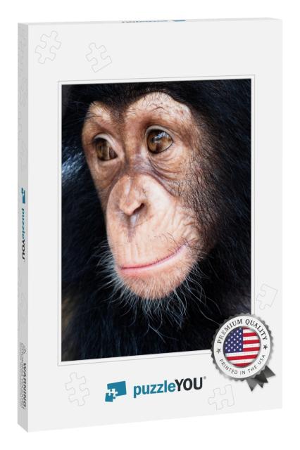 Close-Up of Mixed-Breed Monkey Between Chimpanzee One Ani... Jigsaw Puzzle