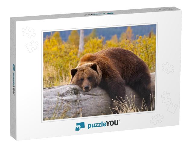 A Grizzly Bear in Alaska Taking a Rest on a Fallen Tree... Jigsaw Puzzle