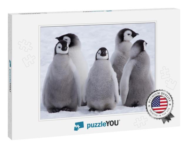 Five Emperor Penguin Chicks, Grouped Together Looking in... Jigsaw Puzzle