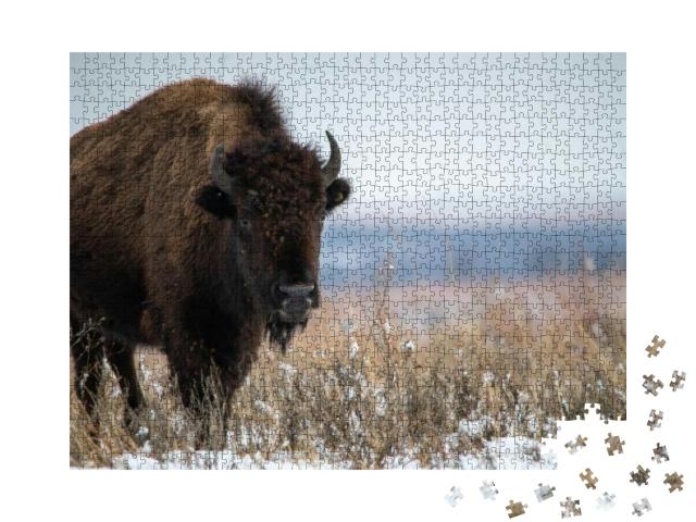Oklahoma Bison After December Snowfall... Jigsaw Puzzle with 1000 pieces