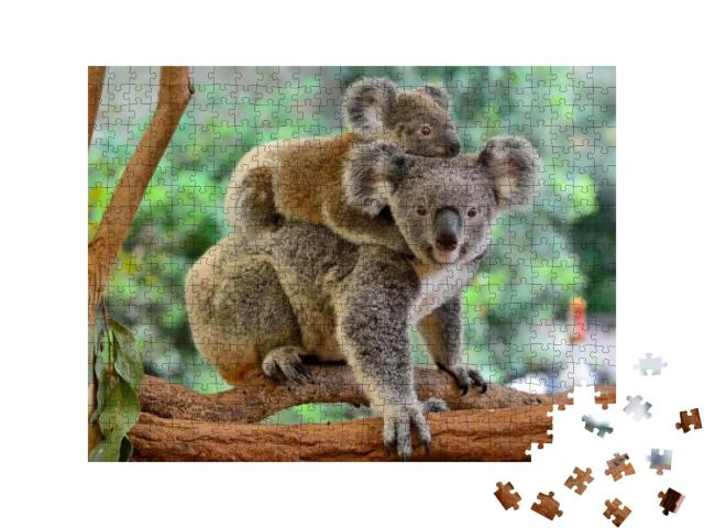 Mother Koala with Baby on Her Back, on Eucalyptus Tree... Jigsaw Puzzle with 500 pieces