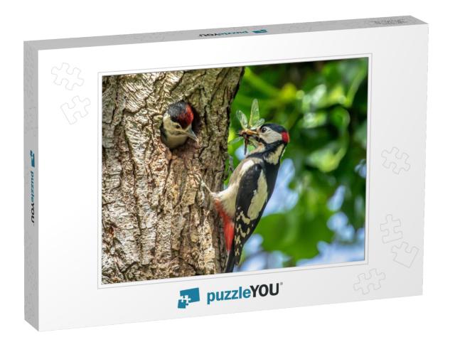 Great Spotted Adult Woodpecker Feeding Young Chick in Dor... Jigsaw Puzzle