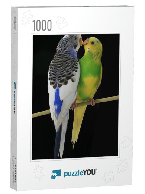 Budgerigars Australian Parakeets Isolated on Black Backgr... Jigsaw Puzzle with 1000 pieces