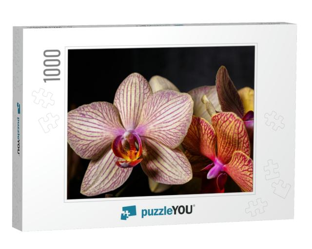 Floral Concept. Orchids Blossom Close Up. Orchid Flower P... Jigsaw Puzzle with 1000 pieces