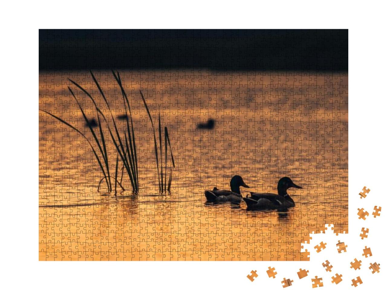 Silhouette Look on the Ducks in the Lake Water During the... Jigsaw Puzzle with 1000 pieces