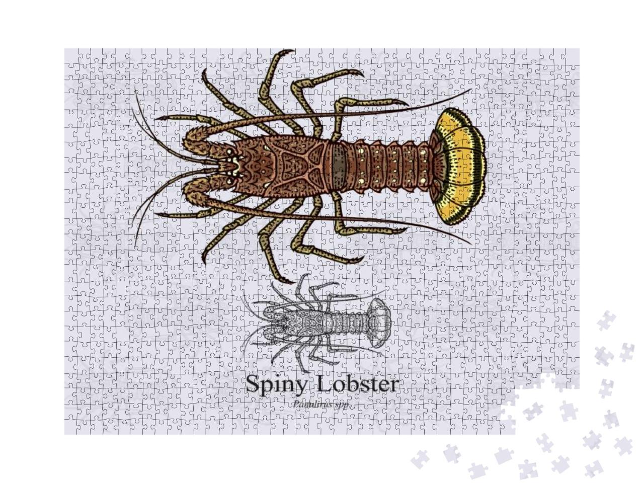 Spiny Lobster. Vector Illustration with Refined De... Jigsaw Puzzle with 1000 pieces