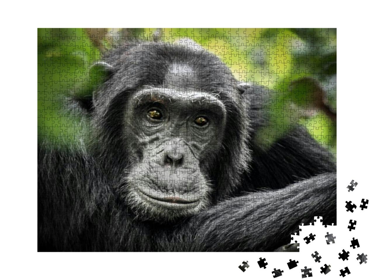 Common Chimpanzee - Scientific Name- Pan Troglodytes Schw... Jigsaw Puzzle with 1000 pieces
