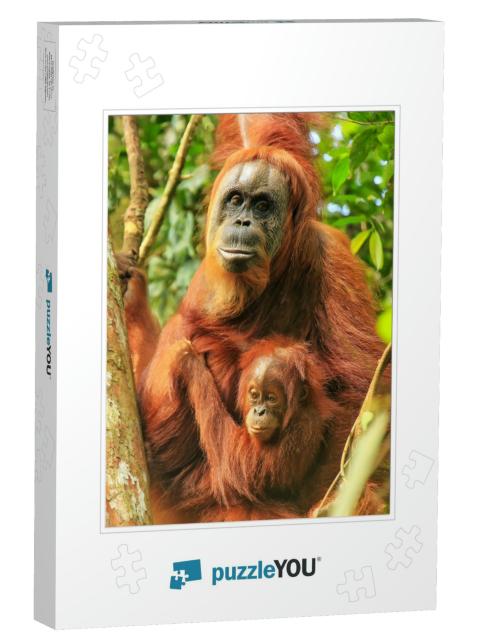Female Sumatran Orangutan with a Baby Sitting on a Tree i... Jigsaw Puzzle