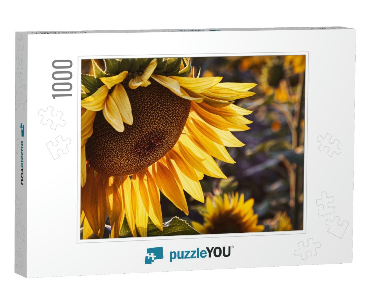 Yellow Sunflower in the Sunset Light. Close-Up. Sunflower... Jigsaw Puzzle with 1000 pieces