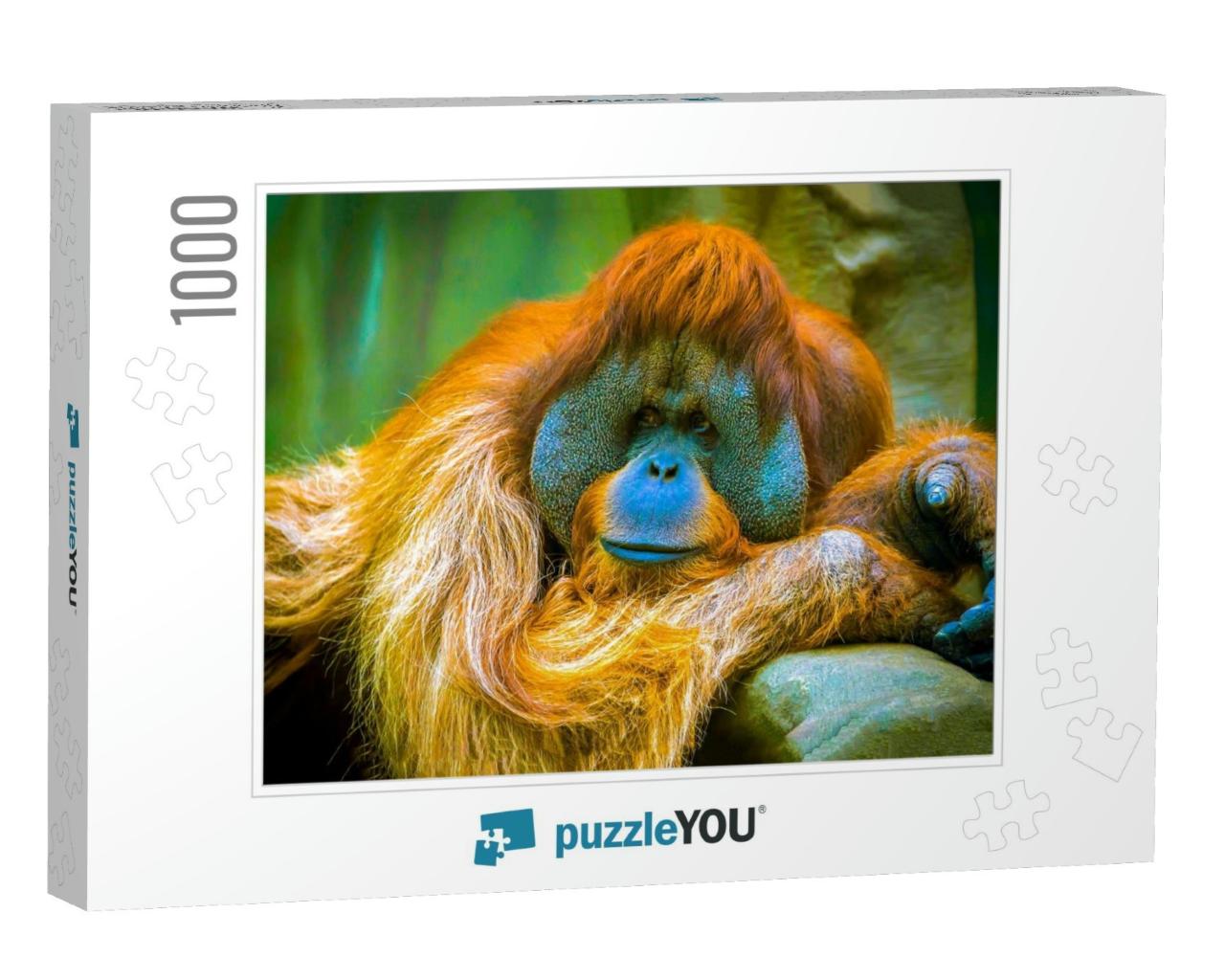 Orangutan is in a Sad Reverie... Jigsaw Puzzle with 1000 pieces