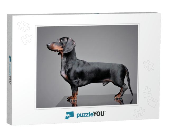 Studio Shot of an Adorable Dachshund Standing on Grey Bac... Jigsaw Puzzle