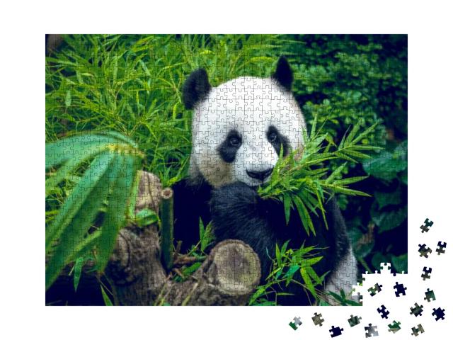 Hungry Giant Panda Bear Eating Bamboo... Jigsaw Puzzle with 1000 pieces