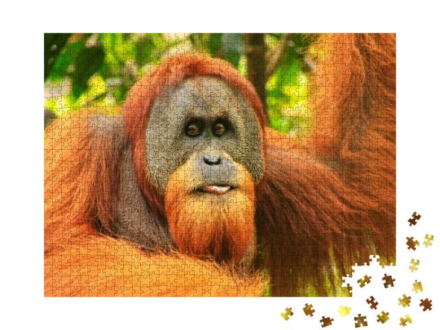 Portrait of Male Sumatran Orangutan Pongo Abelii in Gunun... Jigsaw Puzzle with 1000 pieces