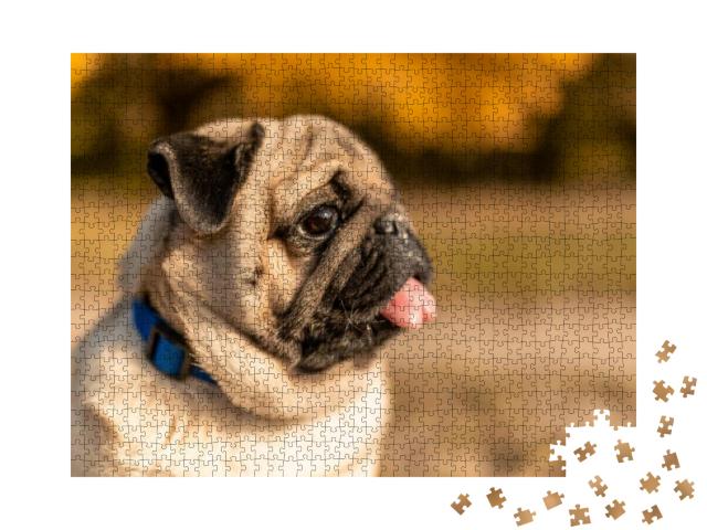 Portrait of a Pug Dog Sitting in the Autumn Park on Yello... Jigsaw Puzzle with 1000 pieces