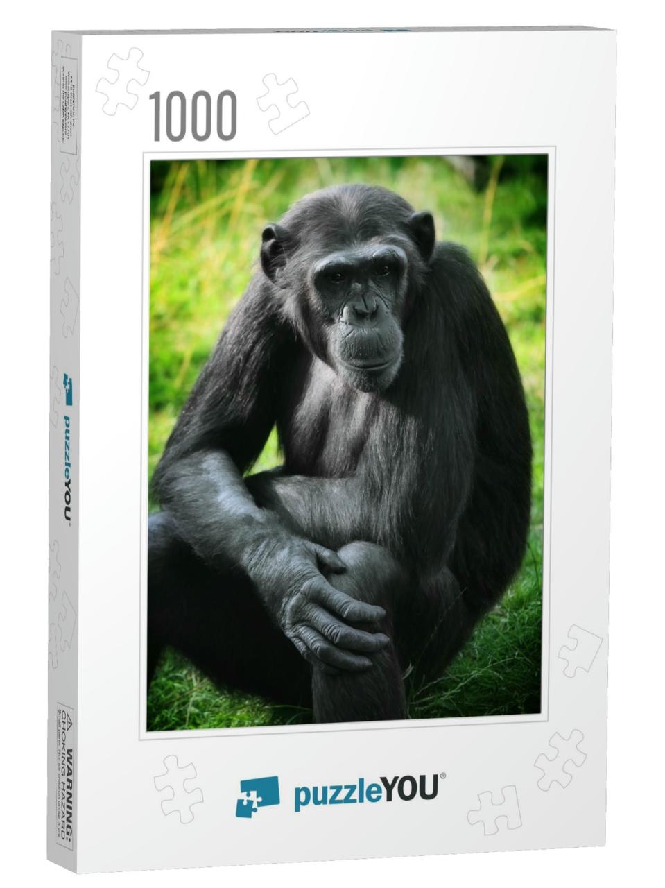 Animal Portrait - Chimpanzee Monkey Sitting & Posing... Jigsaw Puzzle with 1000 pieces