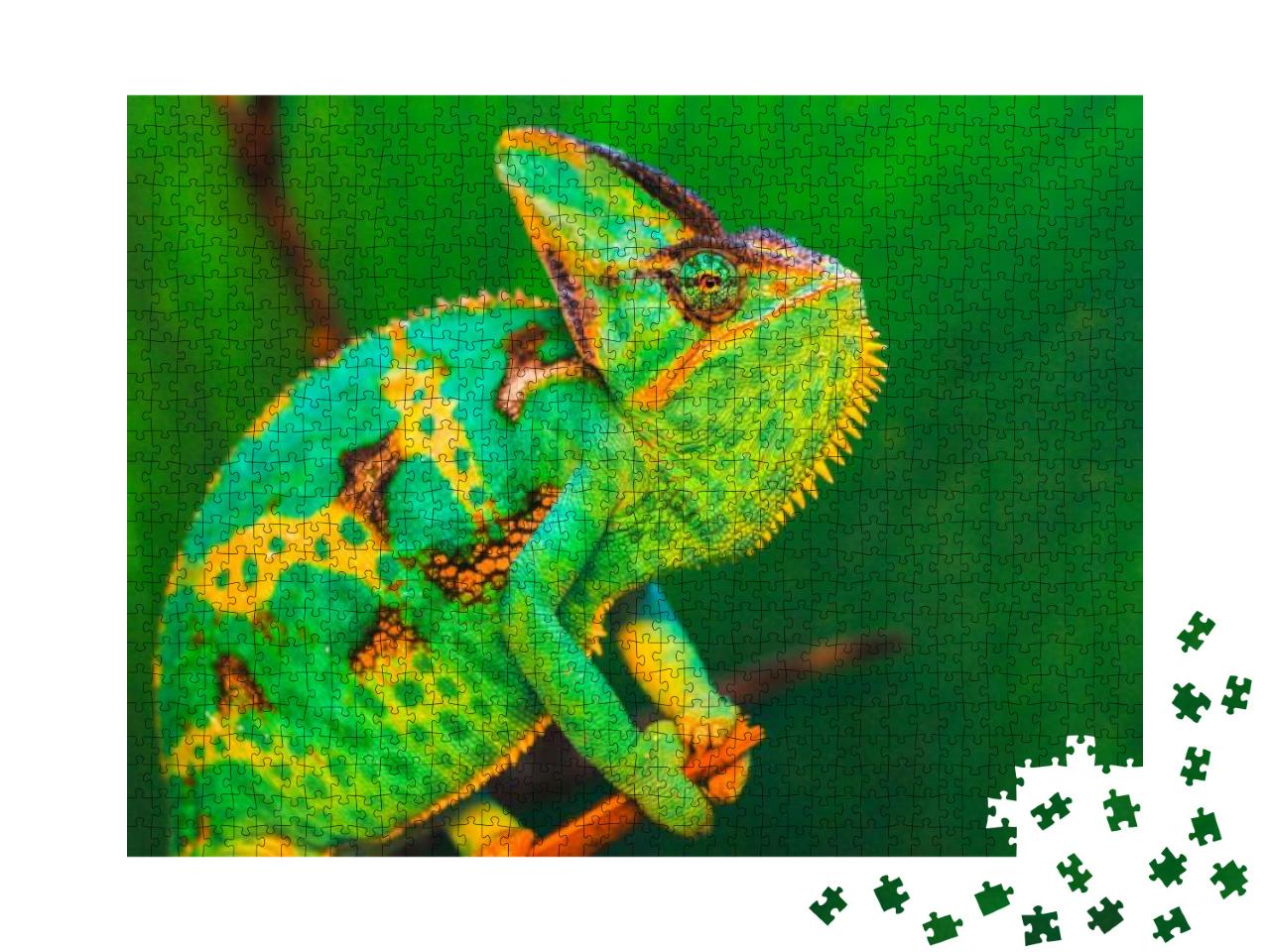 Chamaeleo Calyptratus is the Most Common Chamaeleo Specie... Jigsaw Puzzle with 1000 pieces