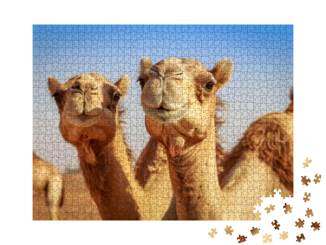 Camels in Arabia, Wildlife... Jigsaw Puzzle with 1000 pieces