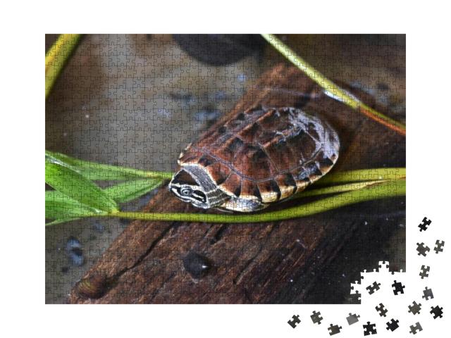 Young Snail - Eating Turtle Relax on Timber... Jigsaw Puzzle with 1000 pieces