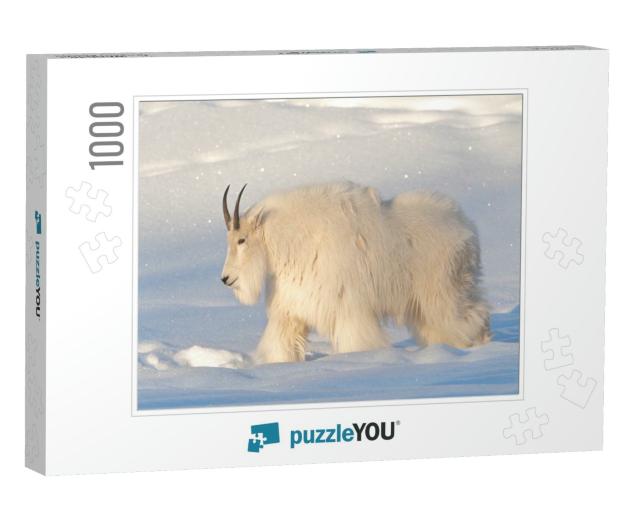 A White, Hairy Mountain Goat Seen in Northern Canada. Sid... Jigsaw Puzzle with 1000 pieces